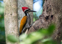 Crimson-winged Woodpecker