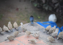 Croaking Ground Dove