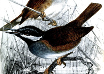 Crossley's Ground Roller