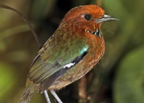 Crossley's Ground Roller