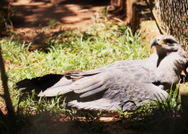 Crowned Eagle