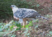 Crowned Eagle
