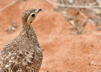 Crowned Sandgrouse