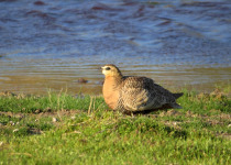 Crowned Sandgrouse
