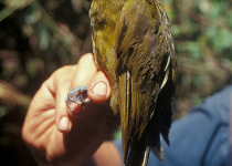Cryptic Crested Snowbird