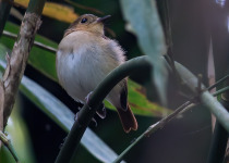 Cryptic Flycatcher