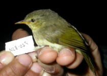 Cryptic Warbler