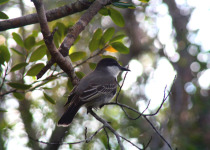 Cuban Kingbird