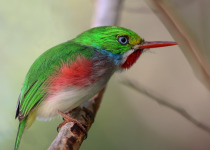 Cuban Tody