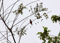 Cuban Trogon