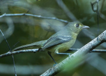 Cuban Vireo