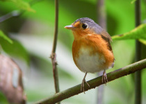 Cumaná Antpitta
