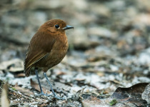 Cundinamarca Antpitta