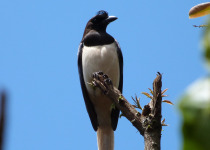 Curl-crested Jay