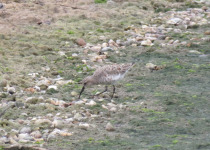 Curlew Sandpiper