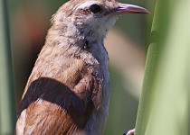 Curve-billed reedhaunter