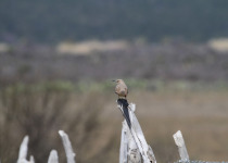 Curve-billed Thrasher