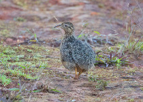 Curve-billed Tinamou