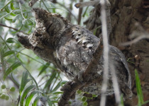 Cyprus Scops Owl