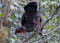 Dabbene's Woodpecker