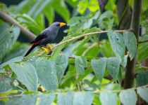 Dagger-billed Hummingbird