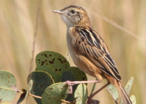 Dambo Cisticola
