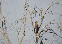 Darjeeling Woodpecker