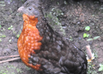 Dark-backed Wood-Quail