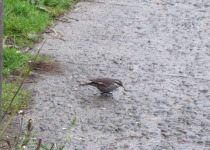 Dark-bellied Cinclodes