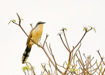 Dark-billed Cuckoo