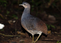 Dark-billed Currasow