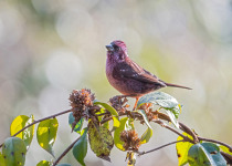 Dark-breasted Rosefinch