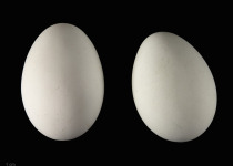 Dark Chanting Goshawk