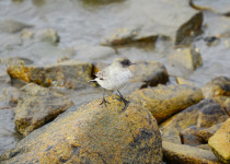 Dark-faced Ground-Tyrant