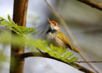 Dark-necked tailorbird