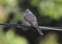 Dark Pewee