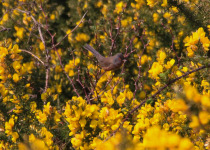 Dartford Warbler