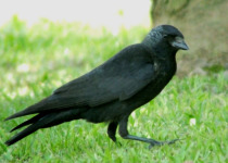 Daurian Jackdaw