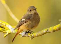 Daurian Redstart