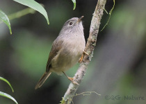 David's Fulvetta