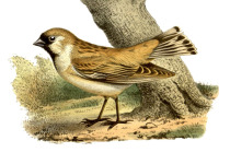 David's Fulvetta