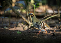 David's Hill Partridge