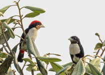 Day's broadbill
