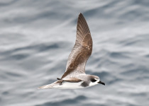 Defilippe's Petrel