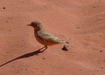 Desert Lark