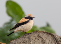 Desert Wheatear