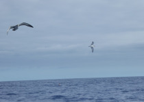 Desertas Petrel