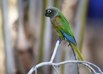 Deville's Parakeet