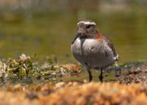 Diademed Sandpiper-Plover