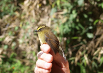 Diademed Tapaculo